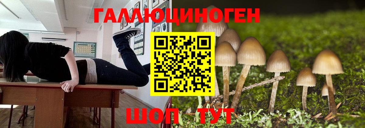 Галлюциногенные грибы Psilocybe Дмитров